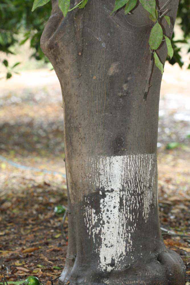            Bark (Riverside, CA)   